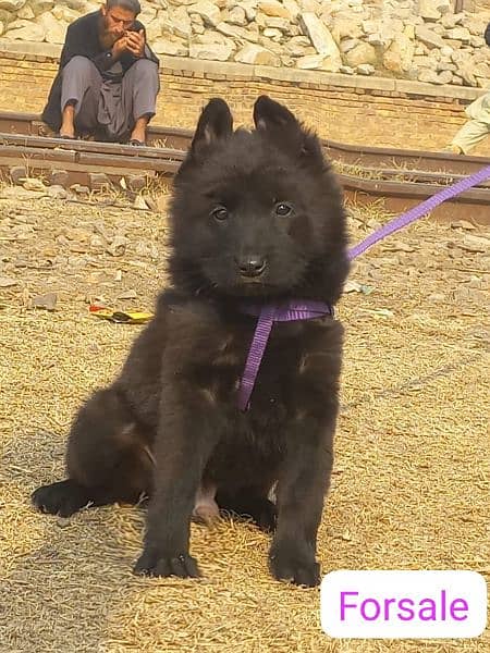 Black sheep double coat male puppy for sale 0