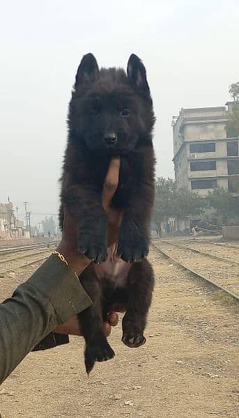 Black sheep double coat male puppy for sale 1