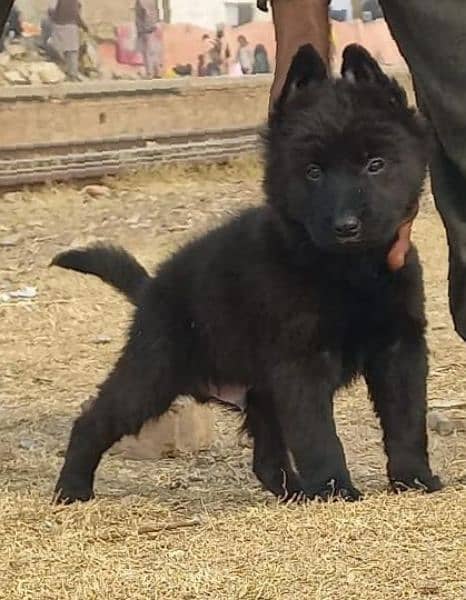 Black sheep double coat male puppy for sale 2