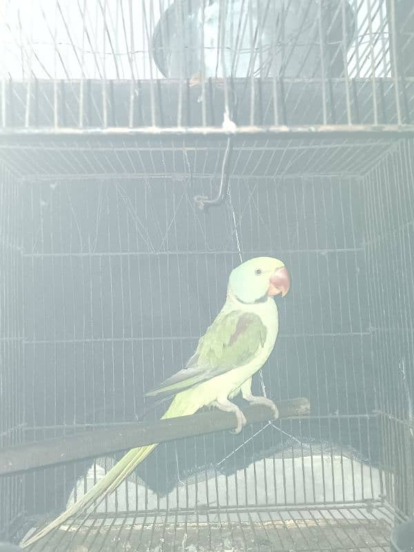 TAKING Raw Perrot 0