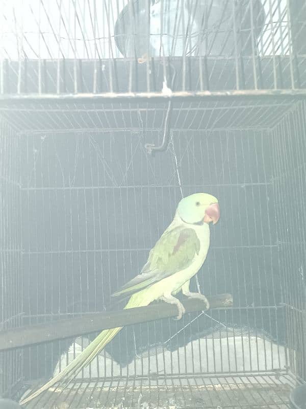 TAKING Raw Perrot 1