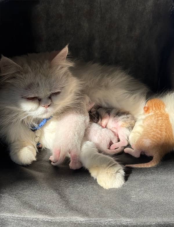 1 female cat with 3 kittens for sale 1