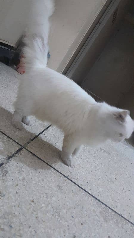 Persian Male Triple Coat Semi Punch Age 1+ Friendly Cat 2