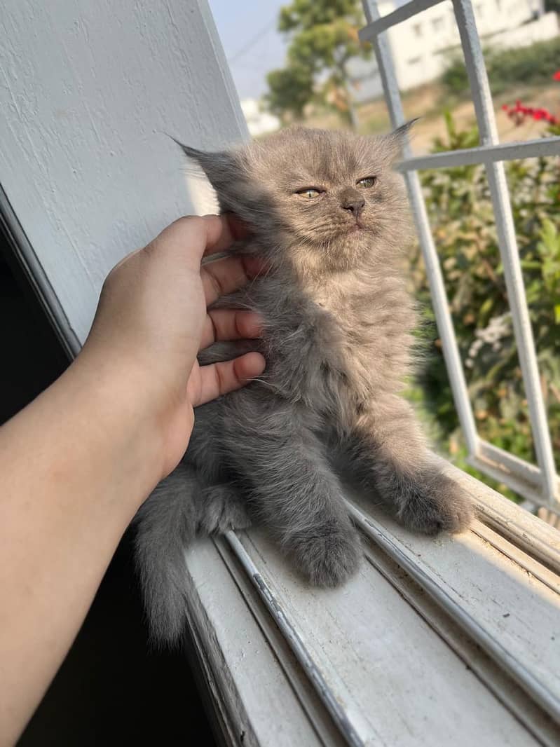 2 Months old Persian Grey and White kitten pair for sale 0