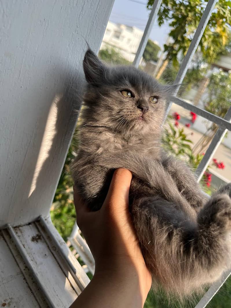 2 Months old Persian Grey and White kitten pair for sale 1