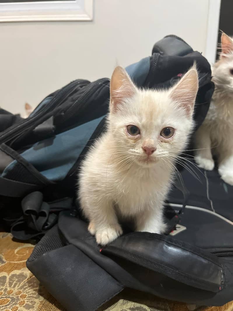 2 Months old Persian Grey and White kitten pair for sale 2