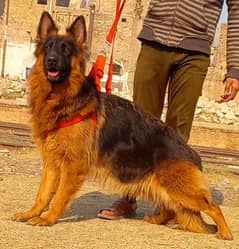 propar long gsd feemail one hati rade loking for new home al