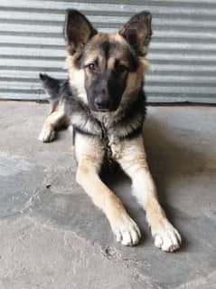 German Shepherd male double coat