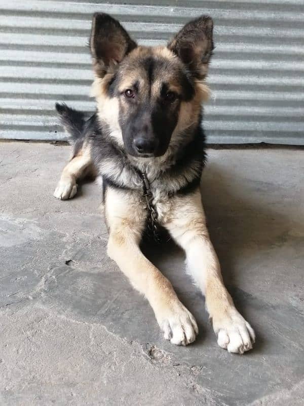 German Shepherd male double coat 0