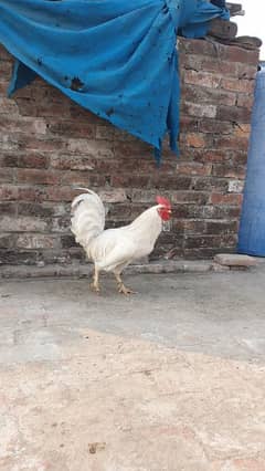 Desi White And Golden Murga