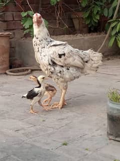 Mianwali Old Blood Chicks in Supreme Quality.