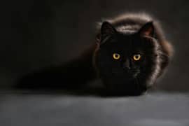 Persian Black Cat