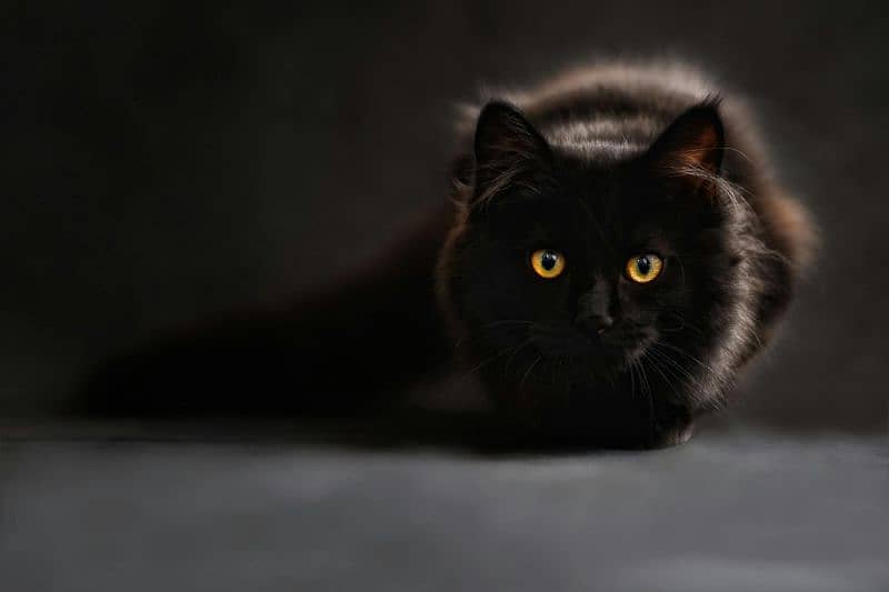 Persian Black Cat 0