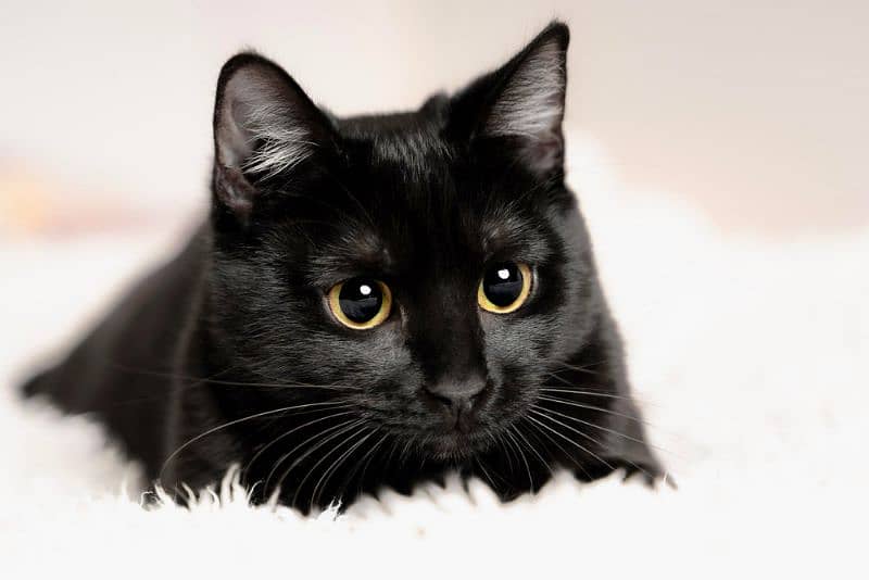 Persian Black Cat 1