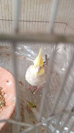 cockatiel