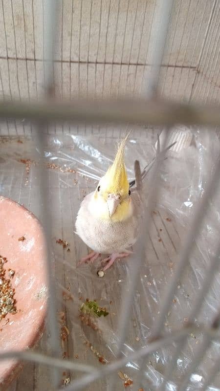 cockatiel 0