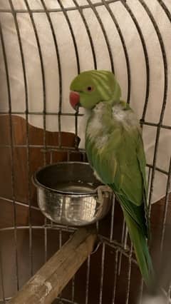 green parrot for sale