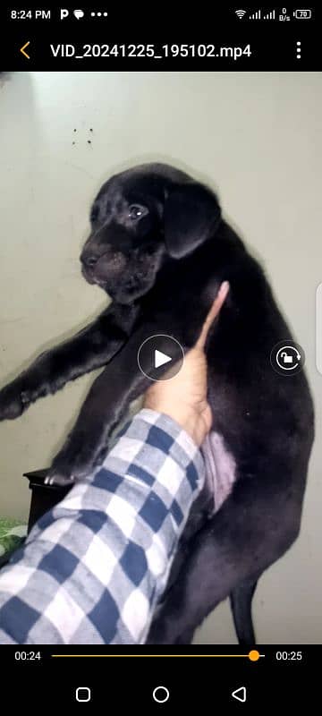 British labrador pup for sale 4