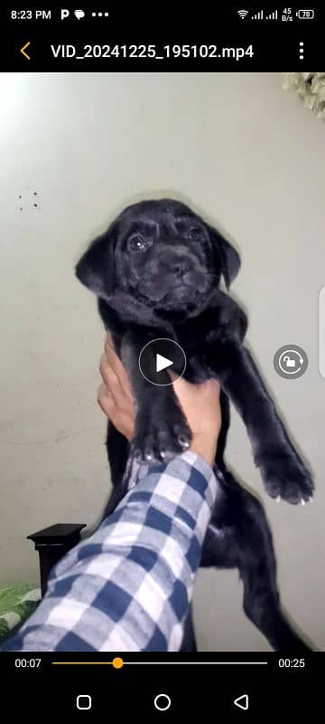 British labrador pup for sale 5