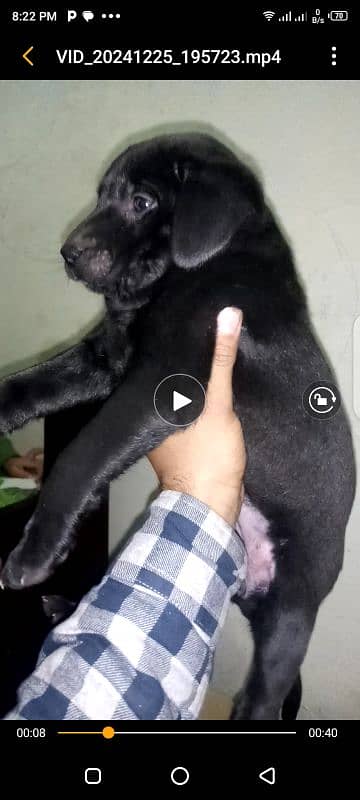 British labrador pup for sale 6