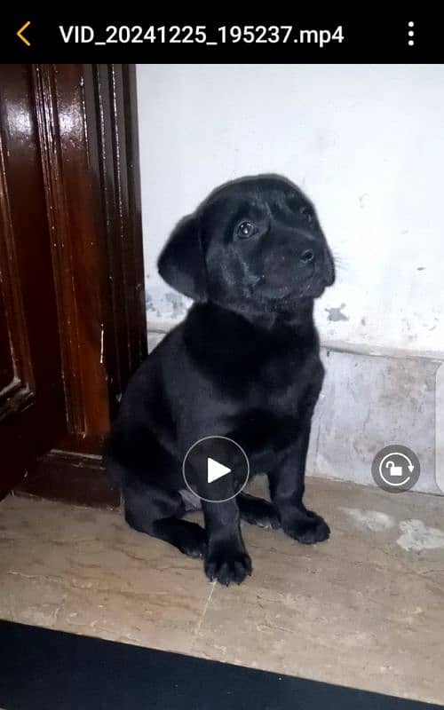 British labrador pup for sale 7