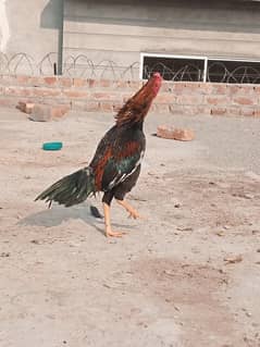 Aseel mianwali cross breed