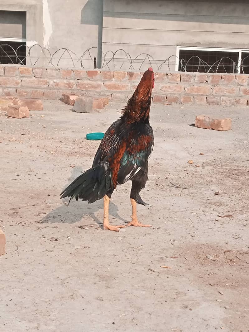 Aseel mianwali cross breed 1