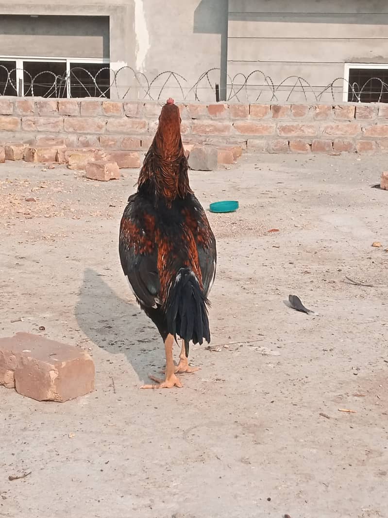 Aseel mianwali cross breed 4