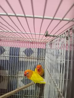 Sell for Lotino Pasnata Black Eye Pair