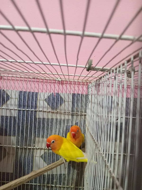 Sell for Lotino Pasnata Black Eye Pair 0