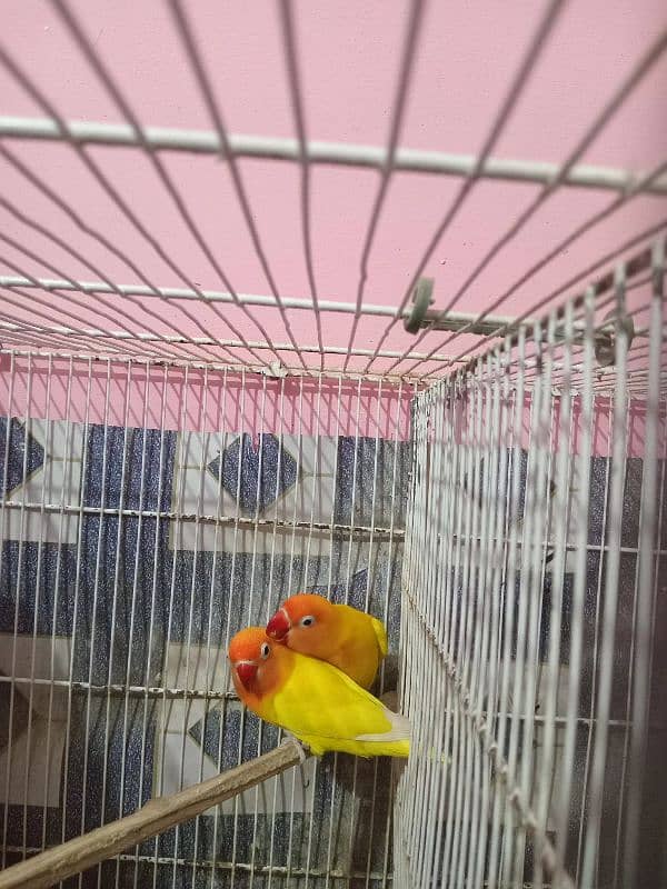 Sell for Lotino Pasnata Black Eye Pair 1