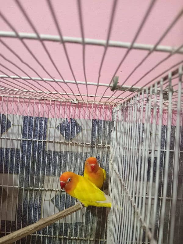 Sell for Lotino Pasnata Black Eye Pair 2