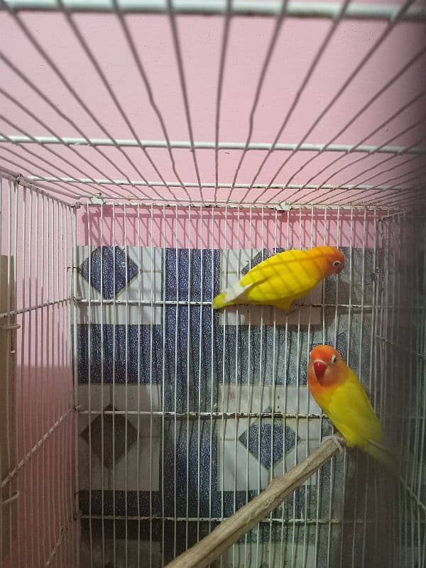 Sell for Lotino Pasnata Black Eye Pair 3