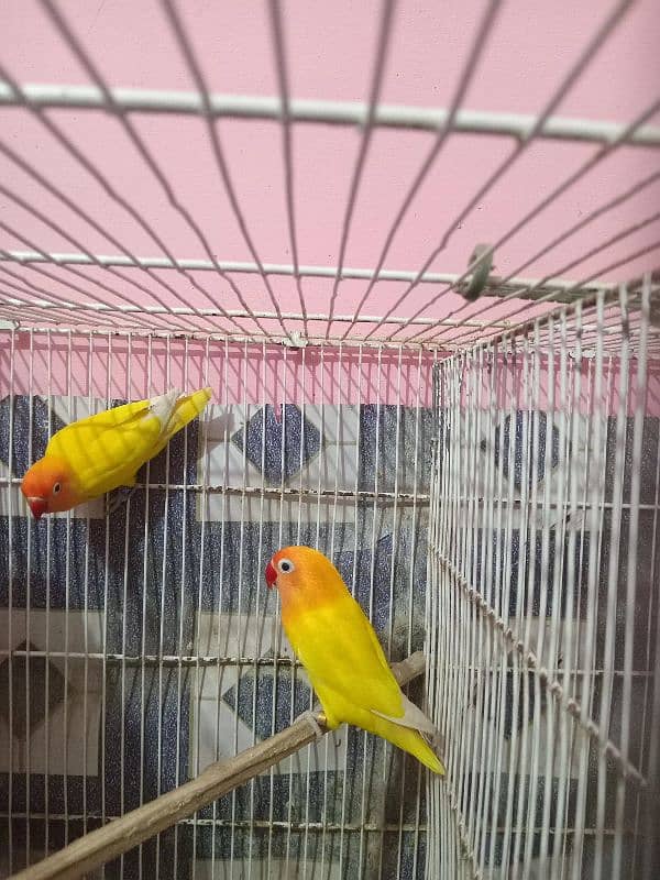 Sell for Lotino Pasnata Black Eye Pair 4