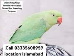 Final 3600 Green Ring Neck Female Parrot Not Tamed  Breeding Purpose