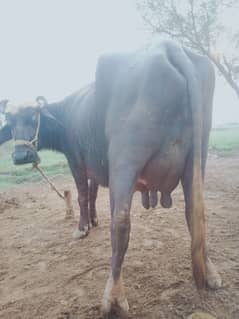 buffalo urgent for sale Whatsapp 03120689129