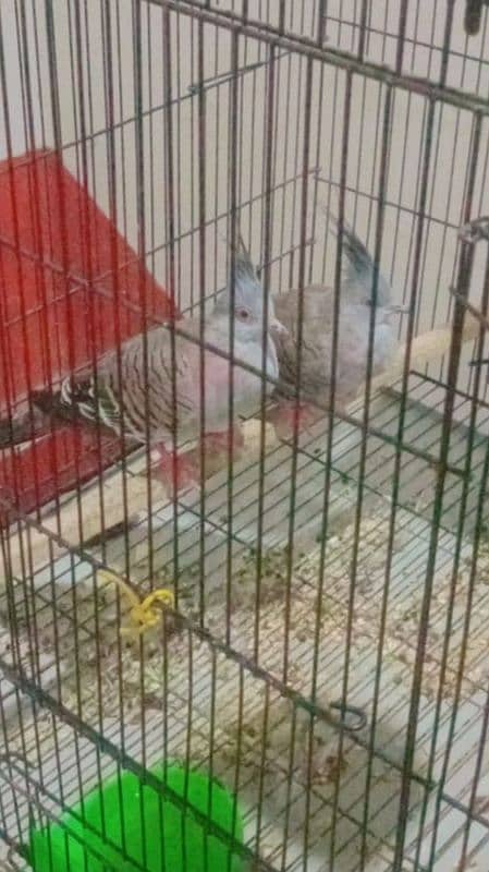 Crested dove australlian sunconure pineapple conure breeding pair 0