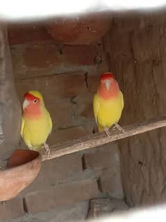 latino love birds