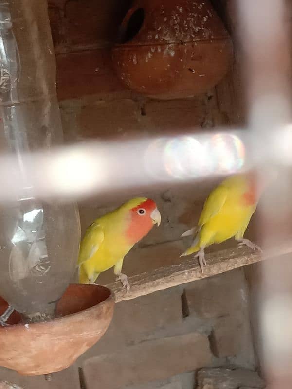 latino love birds 2