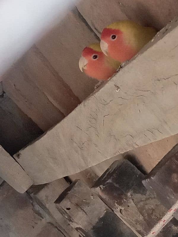 latino love birds 4