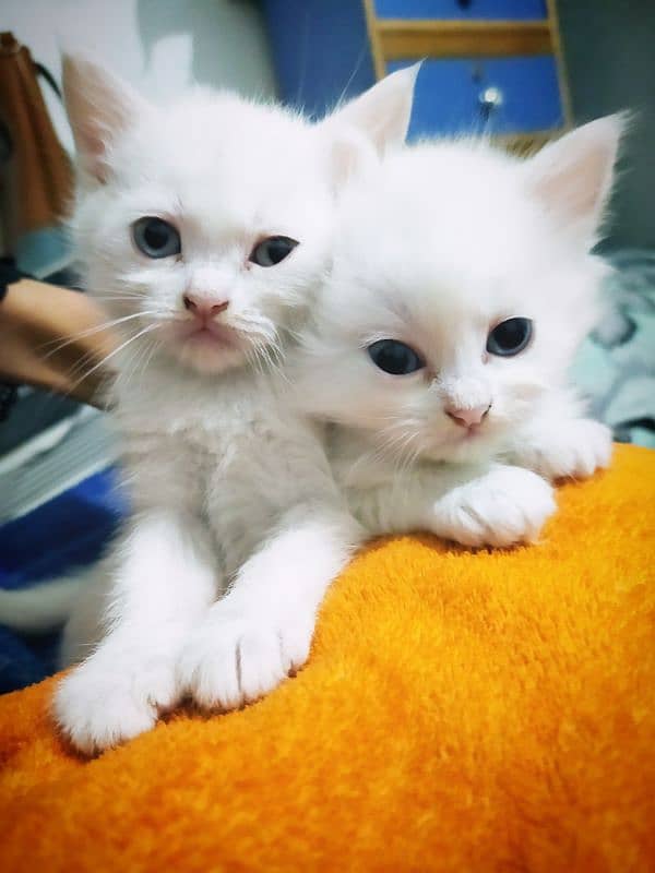 Purebred Doll-Faced Persian Kittens – Adorable & Affectionate 1