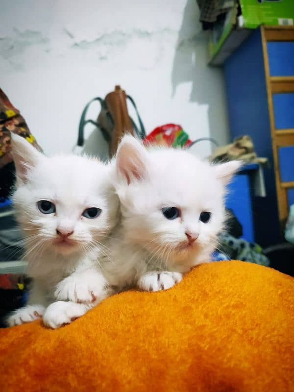 Purebred Doll-Faced Persian Kittens – Adorable & Affectionate 2