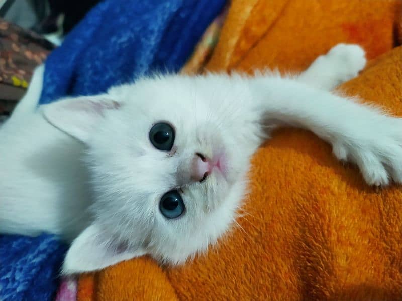 Purebred Doll-Faced Persian Kittens – Adorable & Affectionate 3