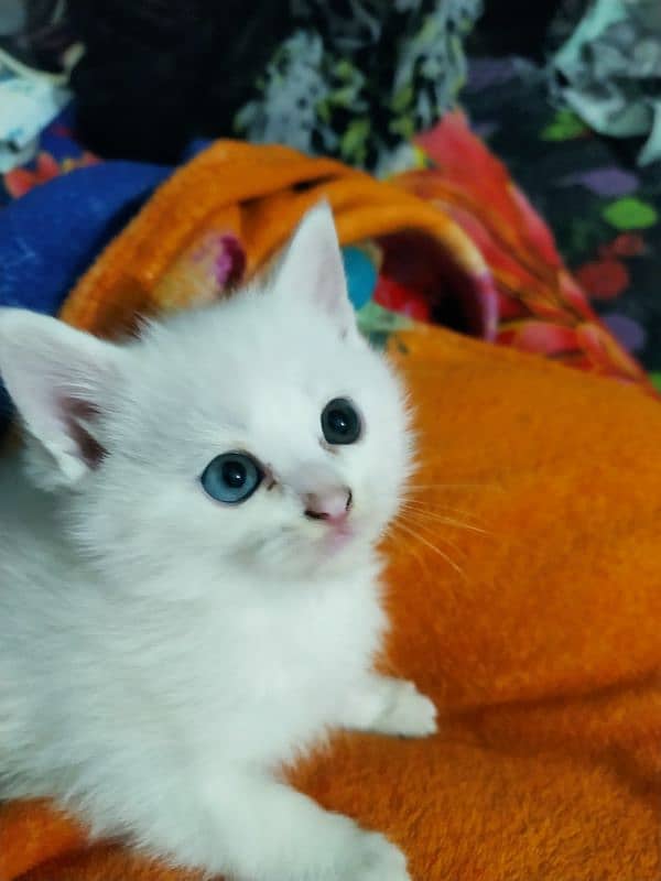 Purebred Doll-Faced Persian Kittens – Adorable & Affectionate 4