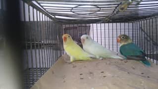 Lovebird