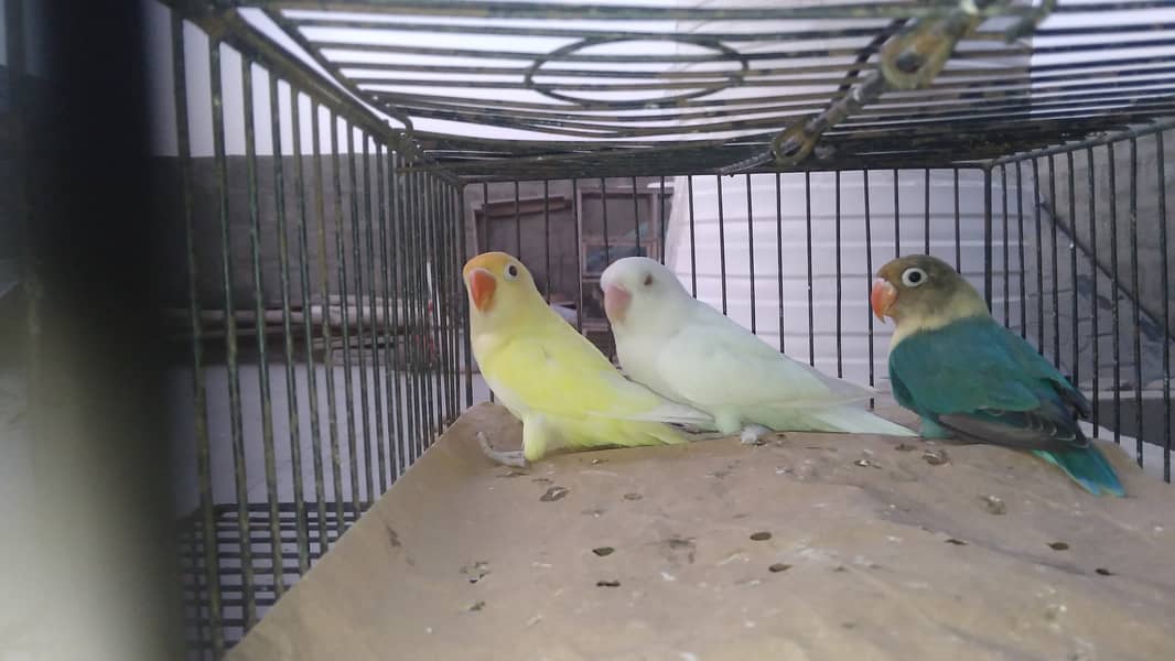 Lovebird 0