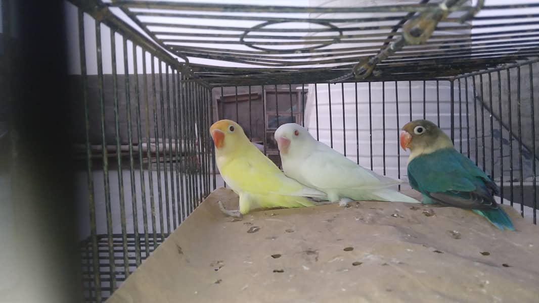 Lovebird 1