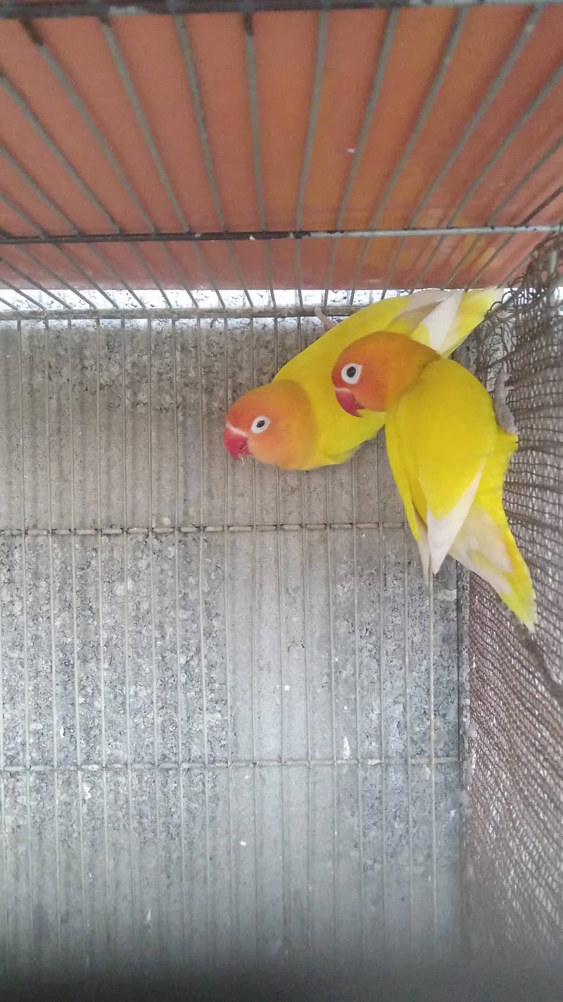 Lovebird 3