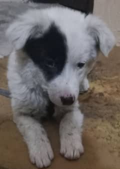 border collie