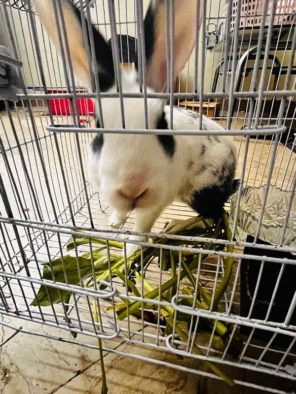 male rabbit white colour with cage 1